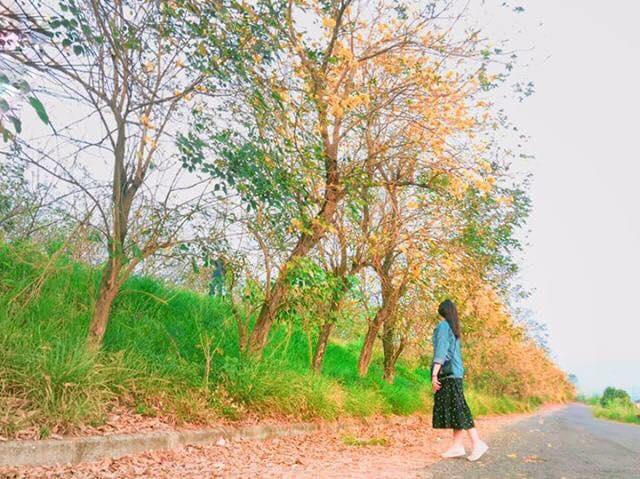 黄花风铃木盛开!这几个“金黄仙境”拍照打卡询问度破表 内容图5 女神网-大潮社TV实时追踪属于女人新资讯的综合网站! 黄花风铃木盛开!这几个“金黄仙境”拍照打卡询问度破表 乐活旅行 图5张