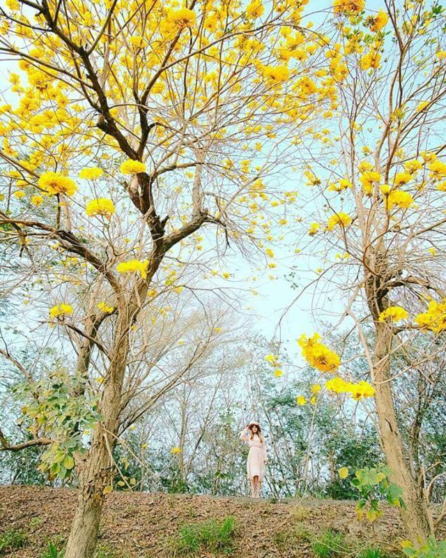 黄花风铃木盛开!这几个“金黄仙境”拍照打卡询问度破表 内容图4 女神网-大潮社TV实时追踪属于女人新资讯的综合网站! 黄花风铃木盛开!这几个“金黄仙境”拍照打卡询问度破表 乐活旅行 图4张