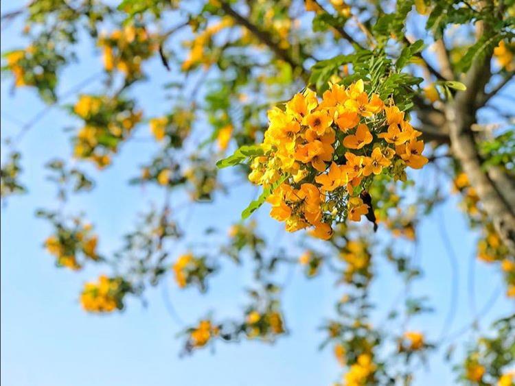黄花风铃木盛开!这几个“金黄仙境”拍照打卡询问度破表 内容图6 女神网-大潮社TV实时追踪属于女人新资讯的综合网站! 黄花风铃木盛开!这几个“金黄仙境”拍照打卡询问度破表 乐活旅行 图6张