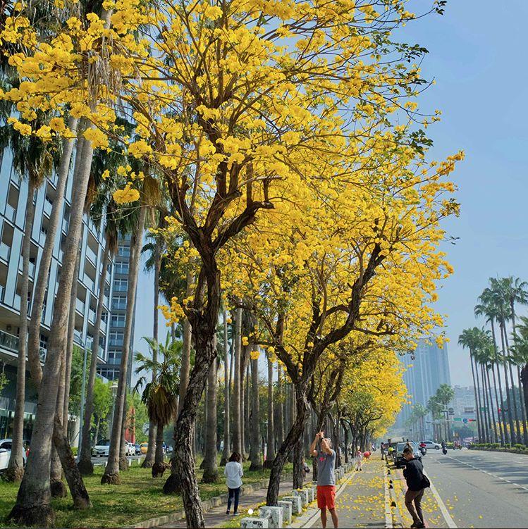 黄花风铃木盛开!这几个“金黄仙境”拍照打卡询问度破表 内容图7 女神网-大潮社TV实时追踪属于女人新资讯的综合网站! 黄花风铃木盛开!这几个“金黄仙境”拍照打卡询问度破表 乐活旅行 图7张