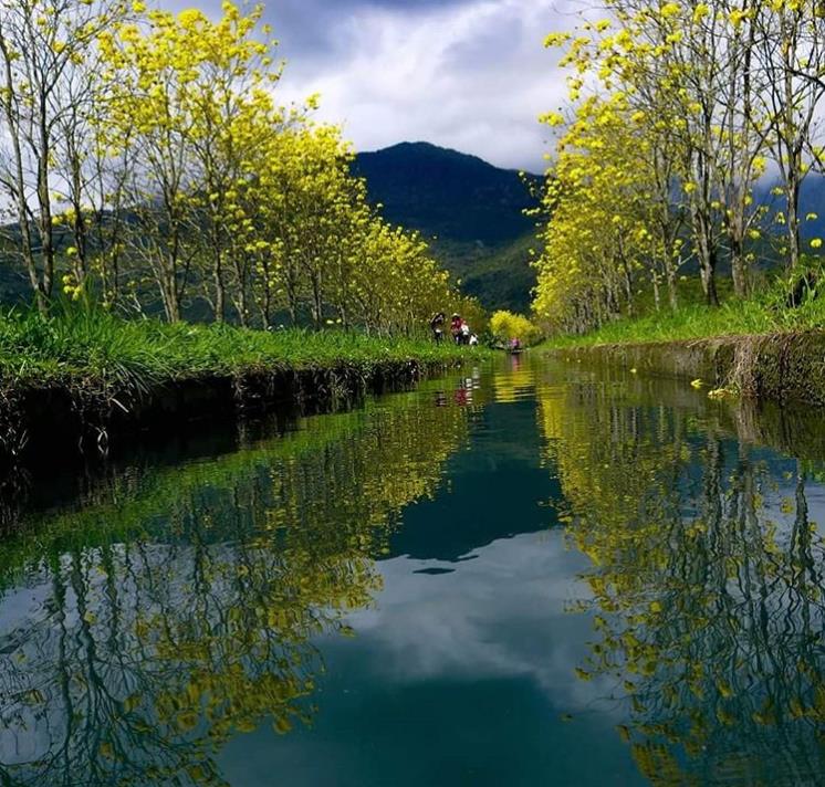 黄花风铃木盛开!这几个“金黄仙境”拍照打卡询问度破表 内容图9 女神网-大潮社TV实时追踪属于女人新资讯的综合网站! 黄花风铃木盛开!这几个“金黄仙境”拍照打卡询问度破表 乐活旅行 图9张