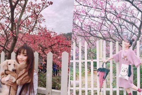 初春“粉色旋风”来袭！搜集台北两处人气赏樱秘境