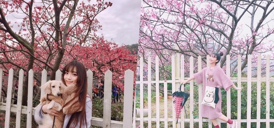 初春“粉色旋风”来袭!搜集台北两处人气赏樱秘境 内容图1 女神网-大潮社TV实时追踪属于女人新资讯的综合网站! 初春“粉色旋风”来袭!搜集台北两处人气赏樱秘境 乐活旅行 图1张