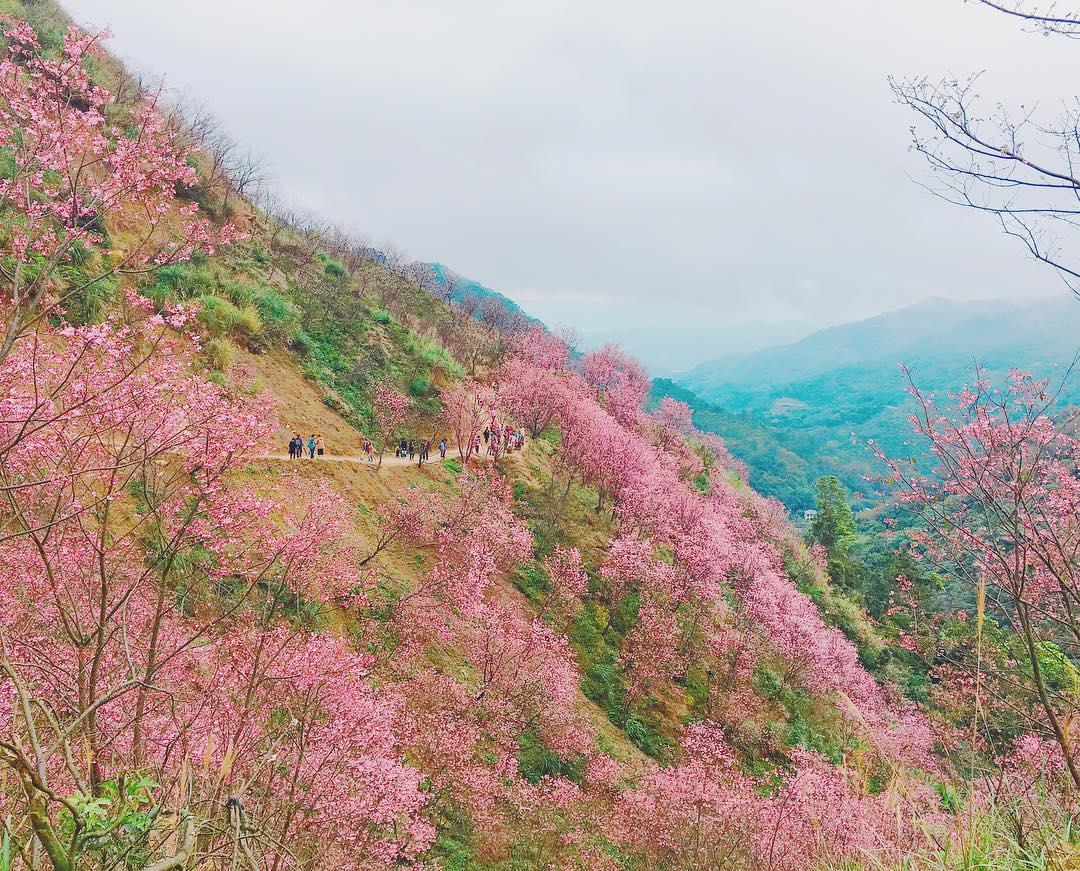 初春“粉色旋风”来袭!搜集台北两处人气赏樱秘境 内容图2 女神网-大潮社TV实时追踪属于女人新资讯的综合网站! 17266134_347235639005461_465314523465646080_n.jpg
