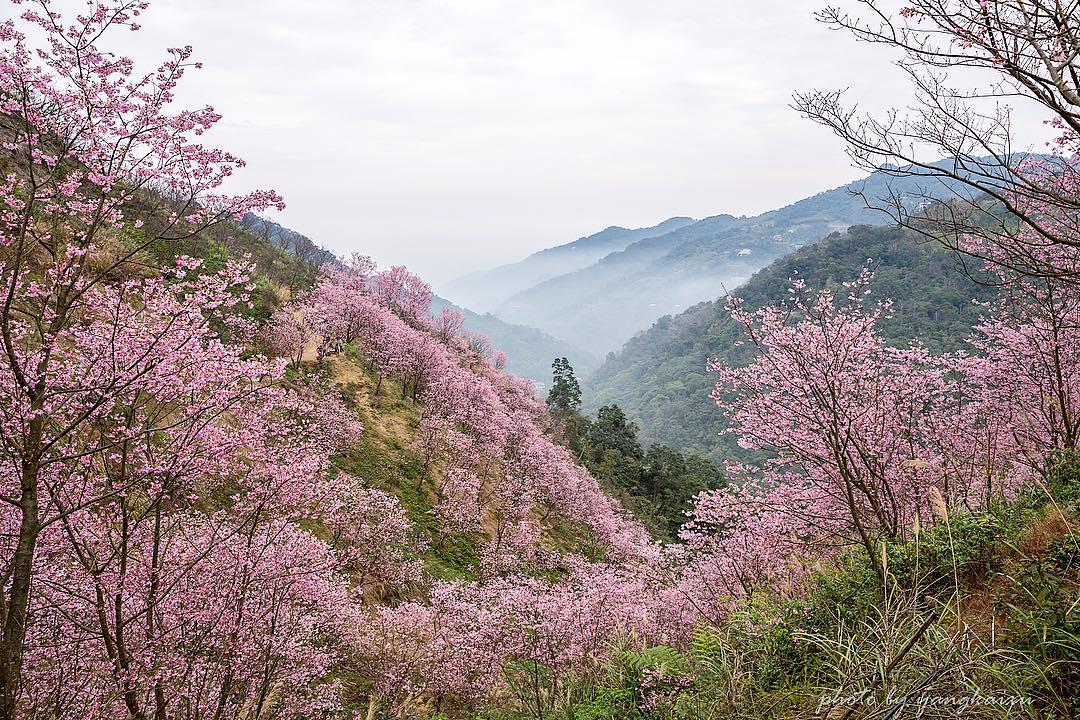 初春“粉色旋风”来袭!搜集台北两处人气赏樱秘境 内容图3 女神网-大潮社TV实时追踪属于女人新资讯的综合网站! 28156855_198981764188995_7878372138707582976_n.jpg