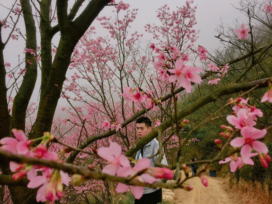 初春“粉色旋风”来袭!搜集台北两处人气赏樱秘境 内容图5 女神网-大潮社TV实时追踪属于女人新资讯的综合网站! 28154019_1179370238865566_3657695016580546560_n.jpg