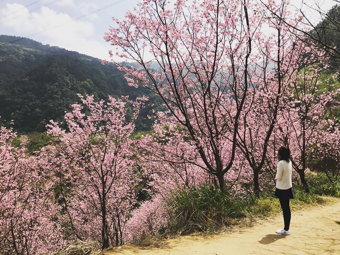 初春“粉色旋风”来袭!搜集台北两处人气赏樱秘境 内容图6 女神网-大潮社TV实时追踪属于女人新资讯的综合网站! 17125768_1352307001482967_6931971486534074368_n.jpg