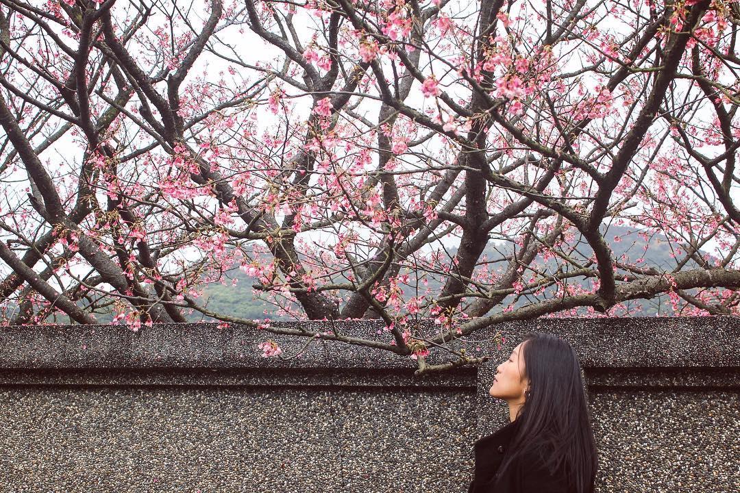 初春“粉色旋风”来袭!搜集台北两处人气赏樱秘境 内容图8 女神网-大潮社TV实时追踪属于女人新资讯的综合网站! 27580013_1715381225190283_789747900509847552_n.jpg