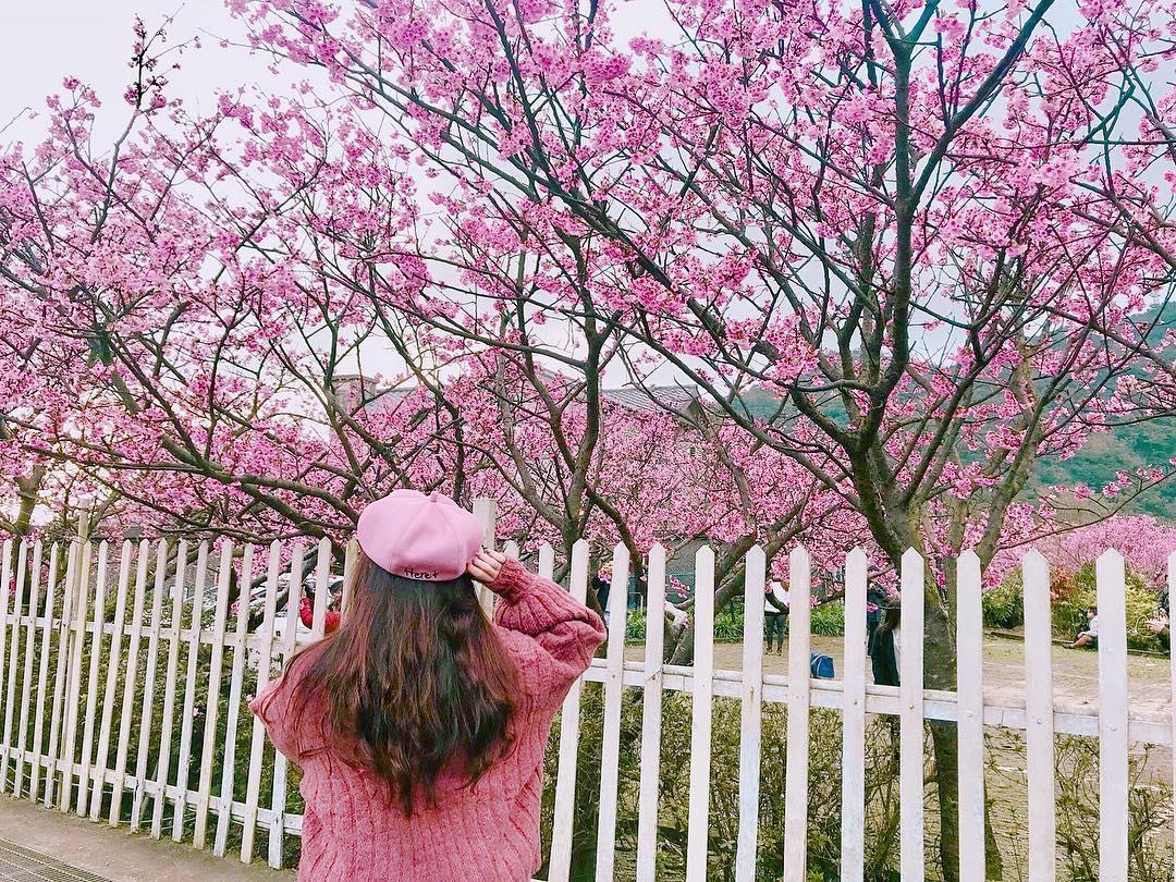 初春“粉色旋风”来袭!搜集台北两处人气赏樱秘境 内容图9 女神网-大潮社TV实时追踪属于女人新资讯的综合网站! 26871084_202389516983505_5644347867515584512_n.jpg