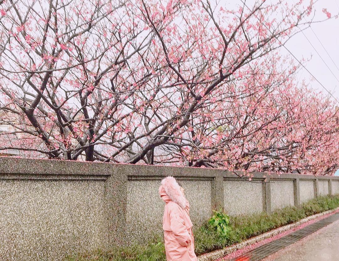 初春“粉色旋风”来袭!搜集台北两处人气赏樱秘境 内容图10 女神网-大潮社TV实时追踪属于女人新资讯的综合网站! 27576354_729517193919575_8289140500204617728_n.jpg
