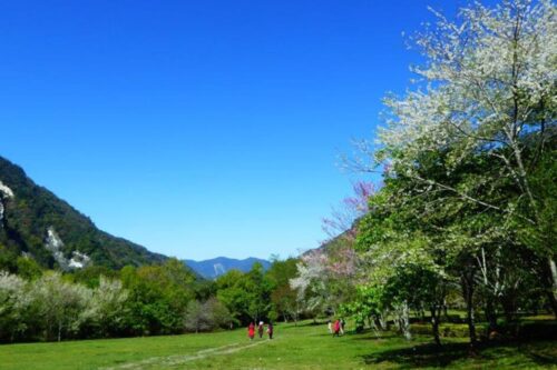 在桧木群里深呼吸！内地台湾 7 个森林游乐区让你忘却烦忧，眼里只有树