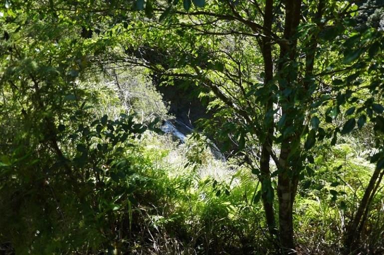 在桧木群里深呼吸!内地台湾 7 个森林游乐区让你忘却烦忧,眼里只有树 内容图3 女神网-大潮社TV实时追踪属于女人新资讯的综合网站! 在桧木群里深呼吸!内地台湾 7 个森林游乐区让你忘却烦忧,眼里只有树 乐活旅行 图3张