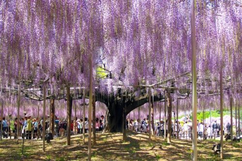 日本不只赏樱，还有 CNN 认证的梦幻紫藤花景点