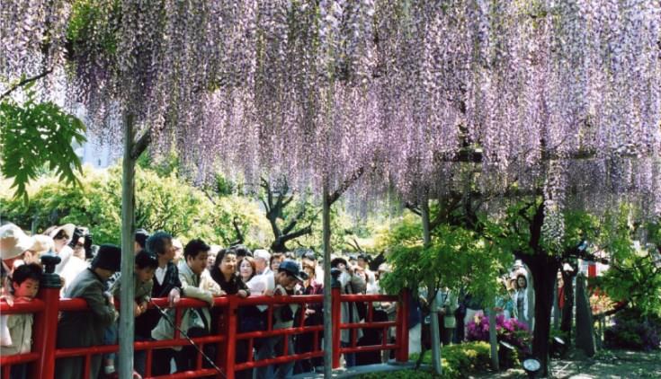 日本不只赏樱,还有 CNN 认证的梦幻紫藤花景点 内容图4 女神网-大潮社TV实时追踪属于女人新资讯的综合网站! 033