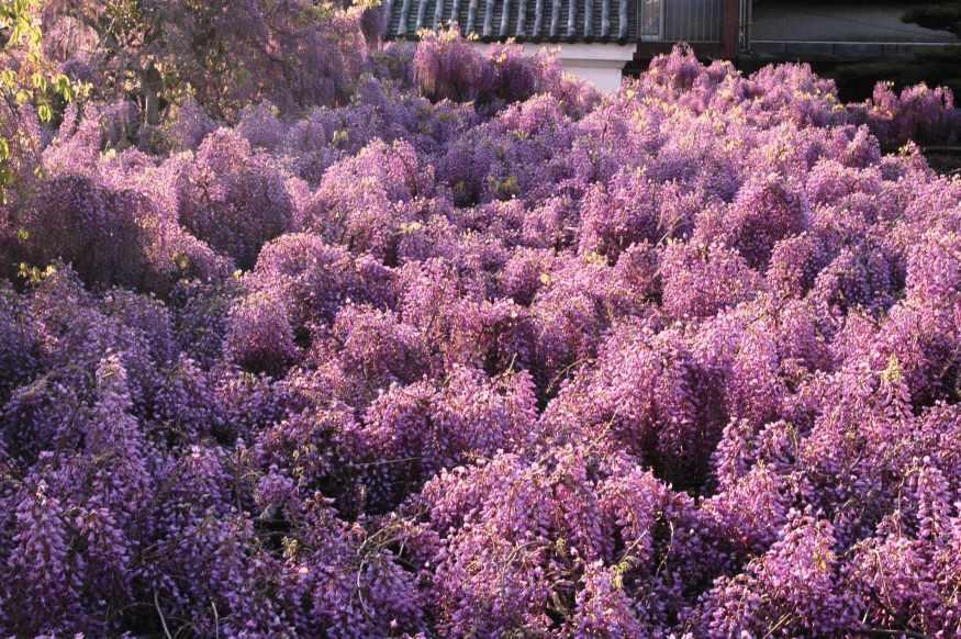 日本不只赏樱,还有 CNN 认证的梦幻紫藤花景点 内容图5 女神网-大潮社TV实时追踪属于女人新资讯的综合网站! wisteria flower