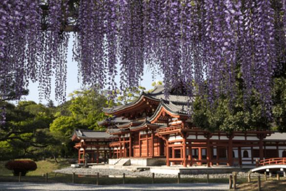 日本不只赏樱,还有 CNN 认证的梦幻紫藤花景点 内容图6 女神网-大潮社TV实时追踪属于女人新资讯的综合网站! 051