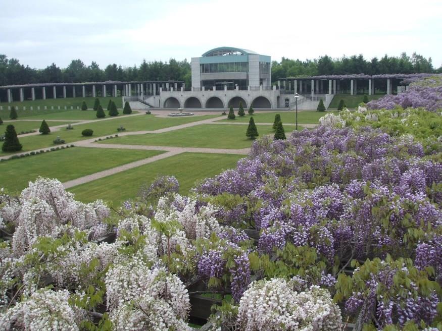 日本不只赏樱,还有 CNN 认证的梦幻紫藤花景点 内容图7 女神网-大潮社TV实时追踪属于女人新资讯的综合网站! 065