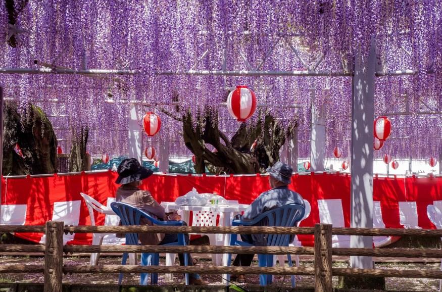 日本不只赏樱,还有 CNN 认证的梦幻紫藤花景点 内容图8 女神网-大潮社TV实时追踪属于女人新资讯的综合网站! wisteria flower