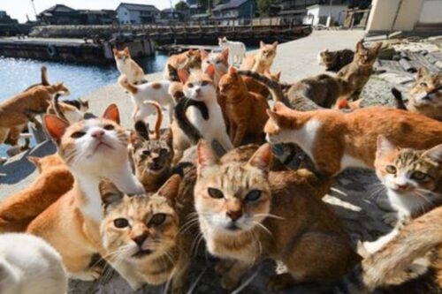 日本 6 大猫岛一次公开！猫奴一生一定要朝圣的疗愈之旅