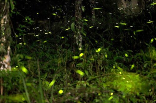 2018 浪漫赏萤趣，内地台湾 12 个最佳景点报给你知！