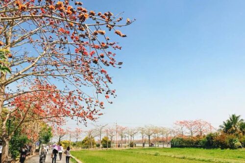 全球最美 15 条花道！2018 台南白河木棉花季攻略懒人包一次公开