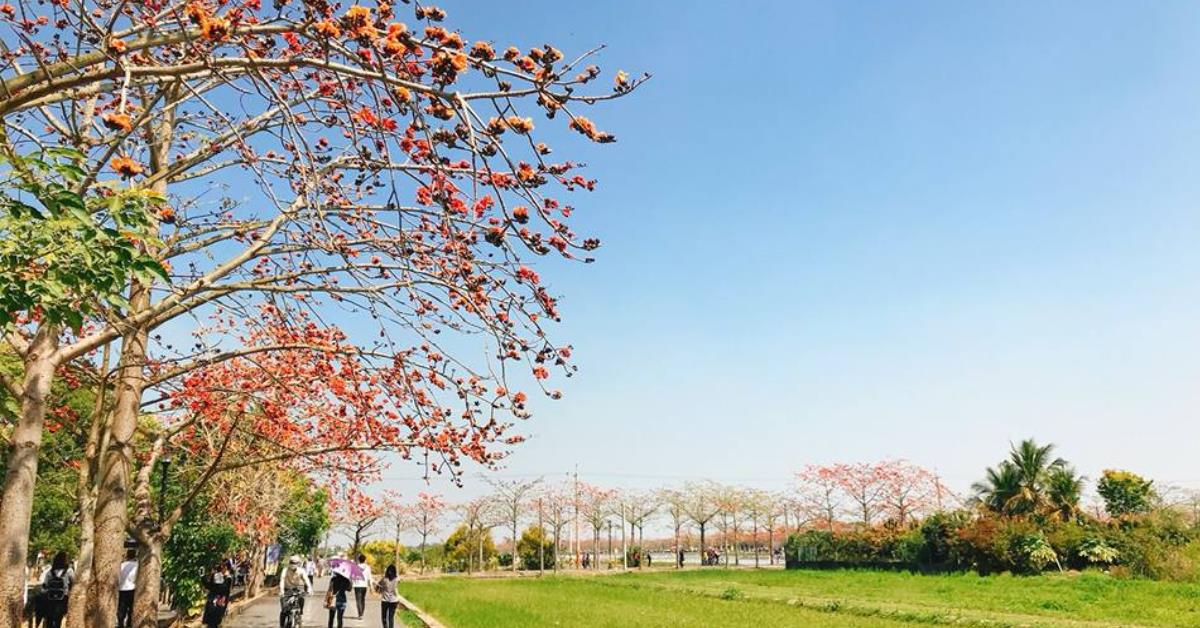 全球最美 15 条花道!2018 台南白河木棉花季攻略懒人包一次公开 内容图1 女神网-大潮社TV实时追踪属于女人新资讯的综合网站! 全球最美 15 条花道!2018 台南白河木棉花季攻略懒人包一次公开 乐活旅行 图1张