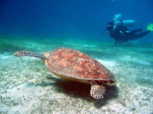 被封“最后天堂处女地”!到绝美海岛菲律宾巴拉望度假去 内容图7 女神网-大潮社TV实时追踪属于女人新资讯的综合网站! 被封“最后天堂处女地”!到绝美海岛菲律宾巴拉望度假去 乐活旅行 图7张