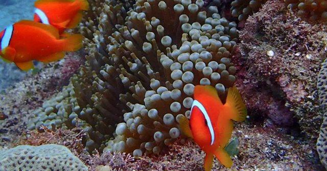 来到兰屿才知道什么是生活!“TW最后净土”应该这样玩 内容图9 女神网-大潮社TV实时追踪属于女人新资讯的综合网站! 来到兰屿才知道什么是生活!“TW最后净土”应该这样玩 乐活旅行 图9张