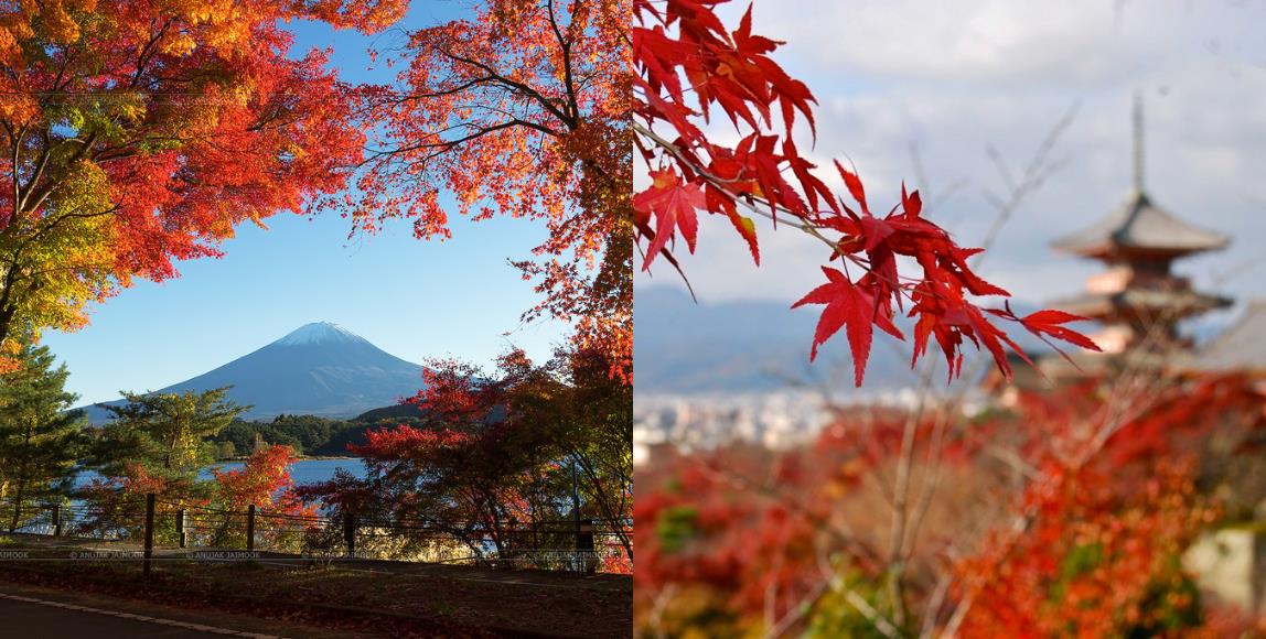 秋意浓! 8 个年年受用的日本关东“枫”旅行推荐 内容图1 女神网-大潮社TV实时追踪属于女人新资讯的综合网站! 秋意浓! 8 个年年受用的日本关东“枫”旅行推荐 乐活旅行 图1张
