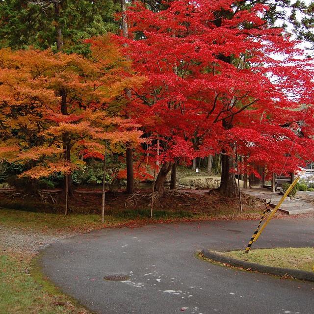 秋意浓! 8 个年年受用的日本关东“枫”旅行推荐 内容图2 女神网-大潮社TV实时追踪属于女人新资讯的综合网站! 15823050026_e6b7c03421_o