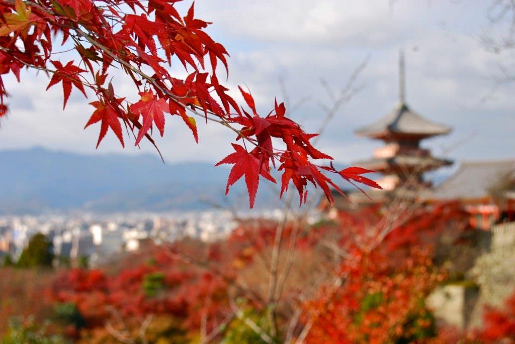 秋意浓! 8 个年年受用的日本关东“枫”旅行推荐 内容图3 女神网-大潮社TV实时追踪属于女人新资讯的综合网站! DSC_2167