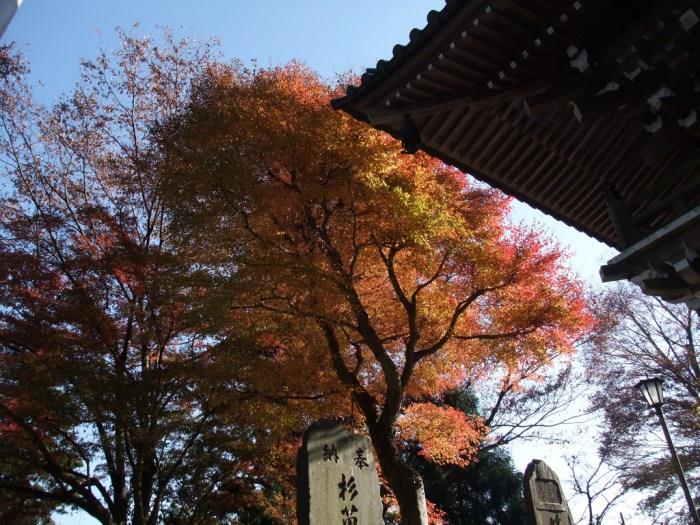 秋意浓! 8 个年年受用的日本关东“枫”旅行推荐 内容图10 女神网-大潮社TV实时追踪属于女人新资讯的综合网站! 2-1