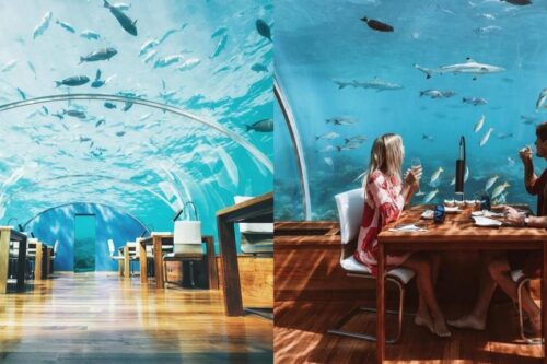 我跟鲨鱼有个约会！夏日就到这 4 间海洋餐厅感受“水底情深”