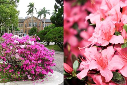 粉嫩色系超梦幻！2019 台北杜鹃花季，5 个必踩必拍的景点推荐