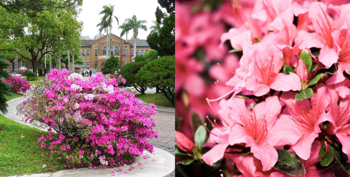 粉嫩色系超梦幻!2019 台北杜鹃花季,5 个必踩必拍的景点推荐 内容图1 女神网-大潮社TV实时追踪属于女人新资讯的综合网站! 粉嫩色系超梦幻!2019 台北杜鹃花季,5 个必踩必拍的景点推荐 乐活旅行 图1张