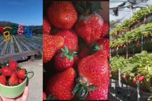 就是爱草莓！集结北中南热门景点，带你一次采透透！