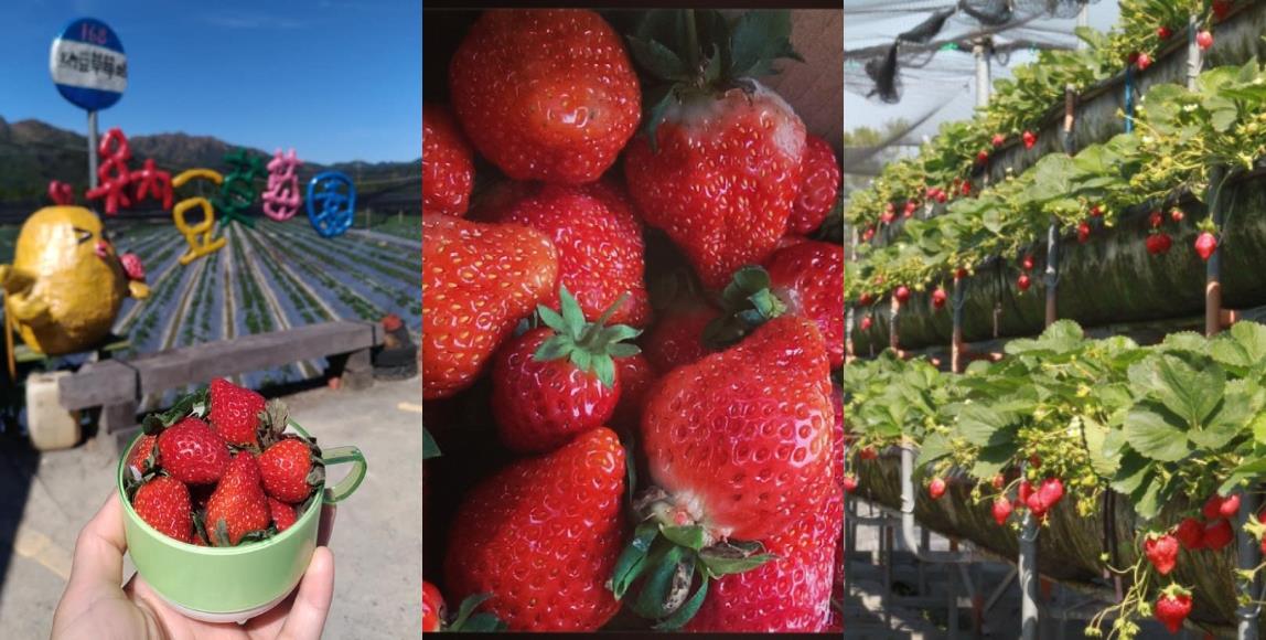 就是爱草莓!集结北中南热门景点,带你一次采透透! 内容图1 女神网-大潮社TV实时追踪属于女人新资讯的综合网站! 就是爱草莓!集结北中南热门景点,带你一次采透透! 乐活旅行 图1张