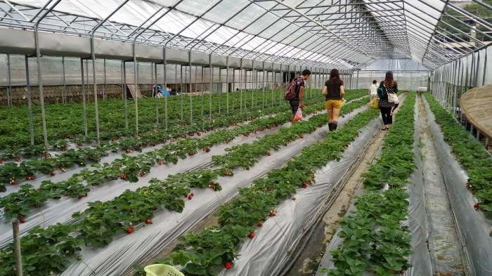 就是爱草莓!集结北中南热门景点,带你一次采透透! 内容图2 女神网-大潮社TV实时追踪属于女人新资讯的综合网站! 就是爱草莓!集结北中南热门景点,带你一次采透透! 乐活旅行 图2张