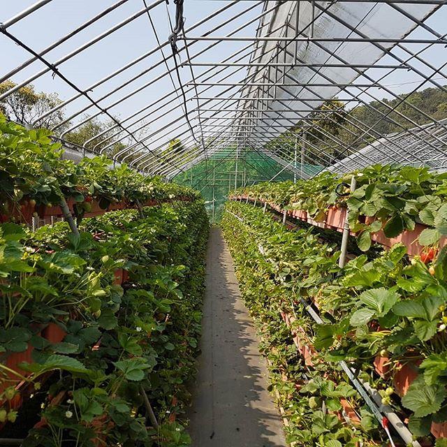 就是爱草莓!集结北中南热门景点,带你一次采透透! 内容图3 女神网-大潮社TV实时追踪属于女人新资讯的综合网站! 就是爱草莓!集结北中南热门景点,带你一次采透透! 乐活旅行 图3张