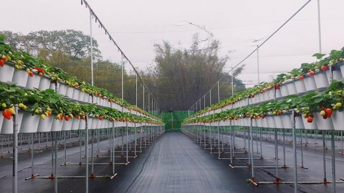 就是爱草莓!集结北中南热门景点,带你一次采透透! 内容图4 女神网-大潮社TV实时追踪属于女人新资讯的综合网站! 就是爱草莓!集结北中南热门景点,带你一次采透透! 乐活旅行 图4张