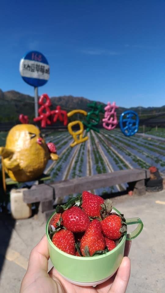 就是爱草莓!集结北中南热门景点,带你一次采透透! 内容图5 女神网-大潮社TV实时追踪属于女人新资讯的综合网站! 就是爱草莓!集结北中南热门景点,带你一次采透透! 乐活旅行 图5张