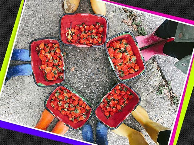 就是爱草莓!集结北中南热门景点,带你一次采透透! 内容图6 女神网-大潮社TV实时追踪属于女人新资讯的综合网站! 就是爱草莓!集结北中南热门景点,带你一次采透透! 乐活旅行 图6张