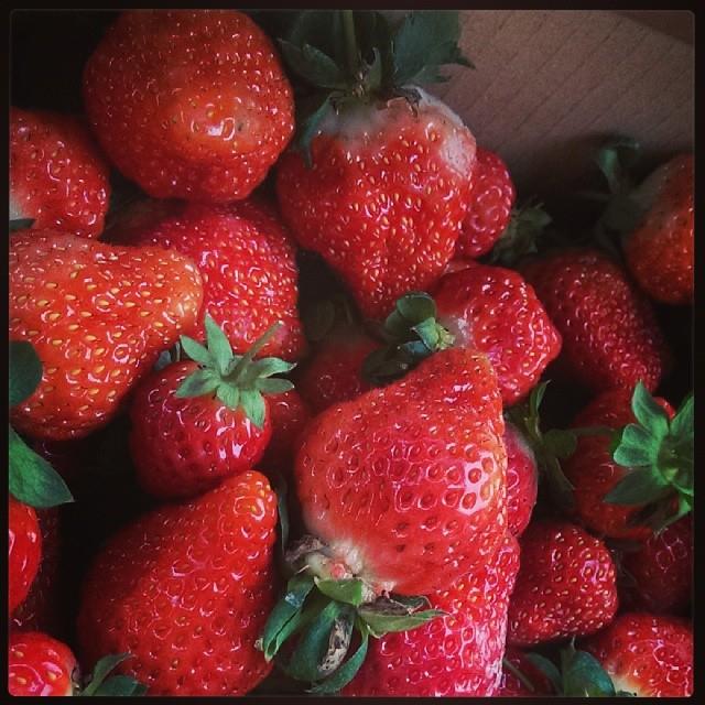 就是爱草莓!集结北中南热门景点,带你一次采透透! 内容图7 女神网-大潮社TV实时追踪属于女人新资讯的综合网站! 就是爱草莓!集结北中南热门景点,带你一次采透透! 乐活旅行 图7张