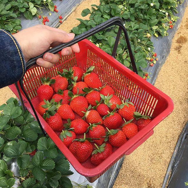 就是爱草莓!集结北中南热门景点,带你一次采透透! 内容图8 女神网-大潮社TV实时追踪属于女人新资讯的综合网站! 就是爱草莓!集结北中南热门景点,带你一次采透透! 乐活旅行 图8张