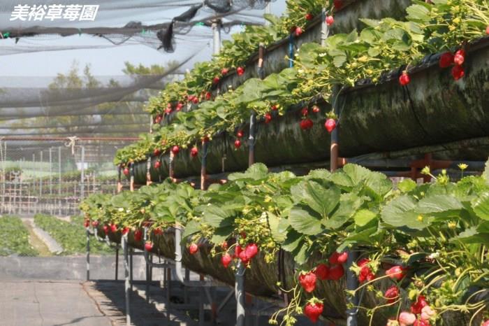 就是爱草莓!集结北中南热门景点,带你一次采透透! 内容图9 女神网-大潮社TV实时追踪属于女人新资讯的综合网站! 就是爱草莓!集结北中南热门景点,带你一次采透透! 乐活旅行 图9张
