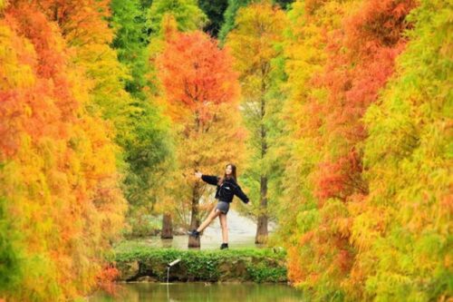 随便拍都美翻天！秋冬必去朝圣的 6 大落羽松 IG 打卡秘境