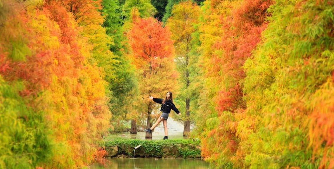 随便拍都美翻天!秋冬必去朝圣的 6 大落羽松 IG 打卡秘境 内容图1 女神网-大潮社TV实时追踪属于女人新资讯的综合网站! 随便拍都美翻天!秋冬必去朝圣的 6 大落羽松 IG 打卡秘境 乐活旅行 图1张