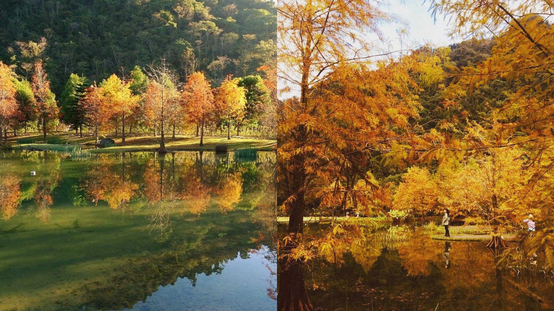 随便拍都美翻天!秋冬必去朝圣的 6 大落羽松 IG 打卡秘境 内容图3 女神网-大潮社TV实时追踪属于女人新资讯的综合网站! FotoJet (3).jpg