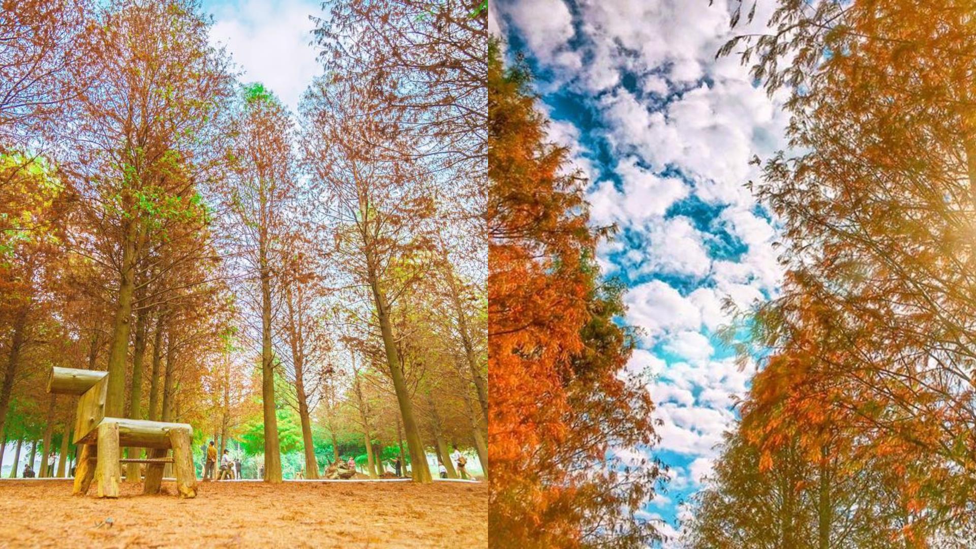 随便拍都美翻天!秋冬必去朝圣的 6 大落羽松 IG 打卡秘境 内容图4 女神网-大潮社TV实时追踪属于女人新资讯的综合网站! FotoJet (4).jpg