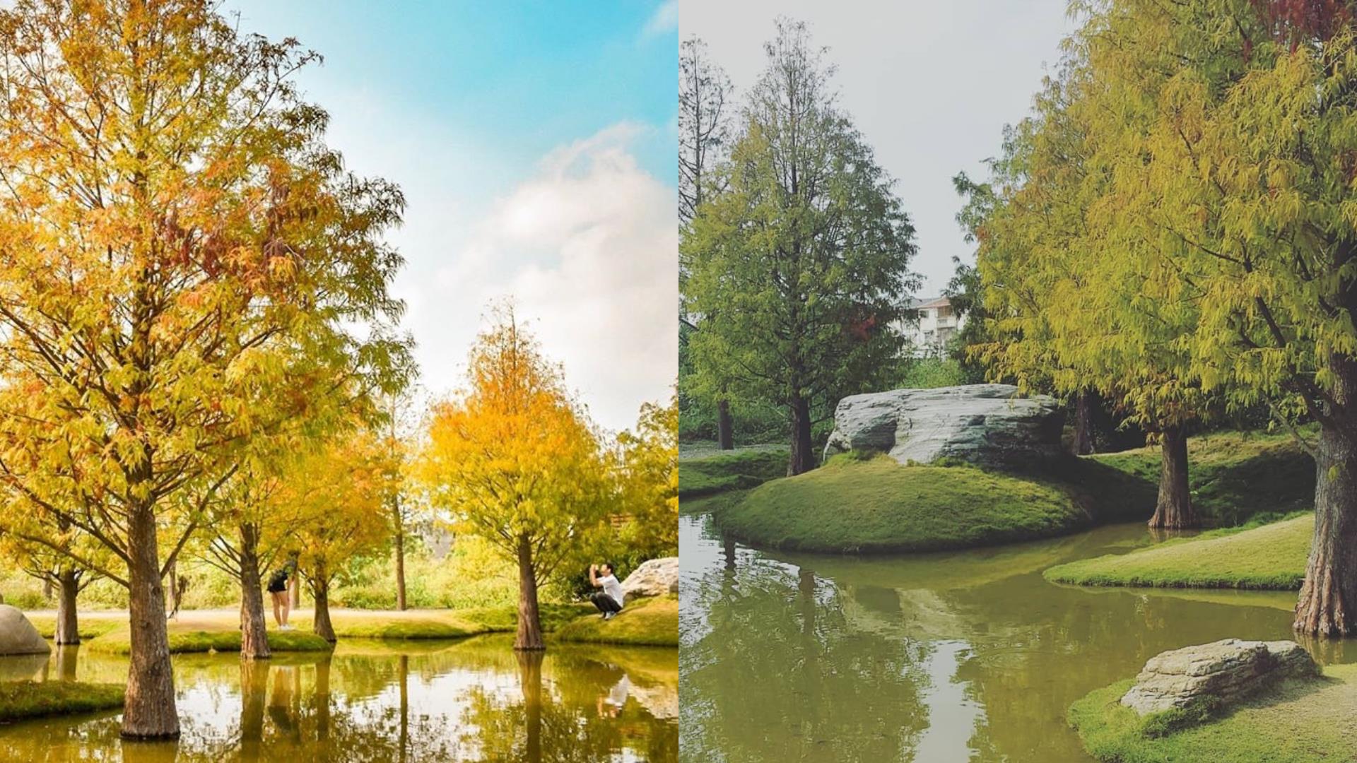 随便拍都美翻天!秋冬必去朝圣的 6 大落羽松 IG 打卡秘境 内容图6 女神网-大潮社TV实时追踪属于女人新资讯的综合网站! FotoJet (6).jpg